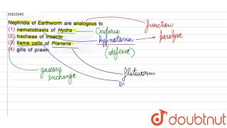 Nephridia of Earthworm are analogous to [upl. by Holmen376]