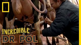 Old “McCharles” on the Farm  The Incredible Dr Pol [upl. by Keldah]