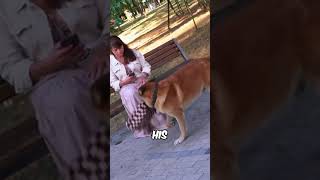 THIS DOG SAVED A WOMAN 🤯 [upl. by Ulric]