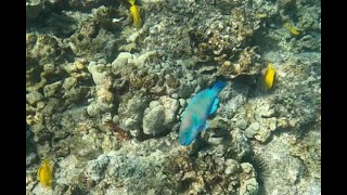 Hawaii reef snorkeling in 4k January 2023 [upl. by Gittle]