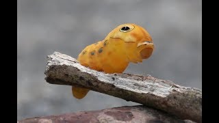 Spicebush Swallowtail Caterpillar [upl. by Enahpets]