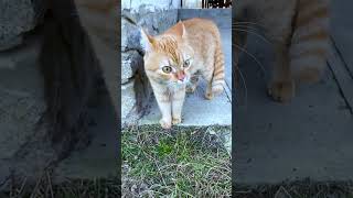 CatI have a lot to say funnyshorts fuunypets catfunny funny talkingcat [upl. by Iel]