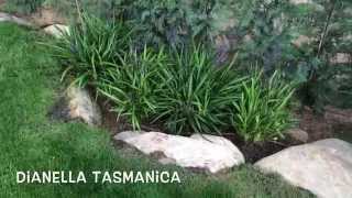 Dianella tasmanica Garden Center online Costa Brava  Girona [upl. by Gruber]