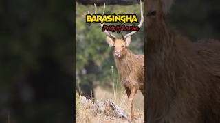 Barasingha 🦌 Pride of Kanha 🐘🌱 wildlife [upl. by Dhruv]