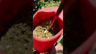 Consejos para el Tereré 🧉🌿🇵🇾 terere paraguay yerba mate IlexParaguariensis vlog fyp shorts [upl. by Redman288]