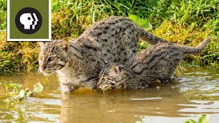 Fishing Kittens See Water For the First Time [upl. by Kristy]