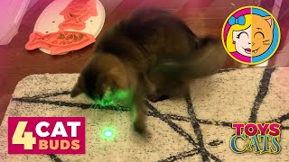 4 CATS LASER CHASE Plus Treats and Milo in a Bag [upl. by Eryt846]