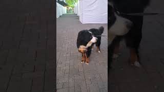 St Bernard or Bernese Mountain Dog bringing a beverage to those in need Leavenworth Octoberfest [upl. by Linkoski]