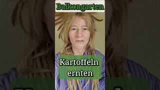 Kartoffeln ernten aus Topf  Balkongarten  Topfkultur [upl. by Leorsiy349]