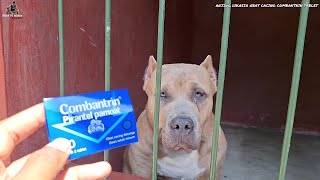 ANJING DIKASIH OBAT CACING TABLET COMBANTRIN ‼️ CARA NGASIH OBAT CACING KE ANJING ‼️ [upl. by Assilav]