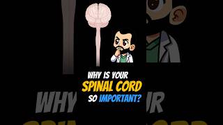 Why is Your Spinal Cord So IMPORTANT shorts [upl. by Karolyn]