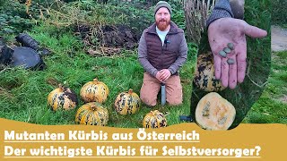 Der wichtigste Kürbis für Selbstversorger Steirischer Ölkürbis [upl. by Lemhaj234]