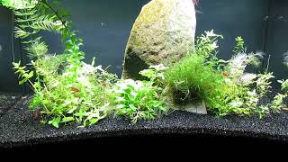 Add Hornwort to Aquascape 11824 [upl. by Peri456]