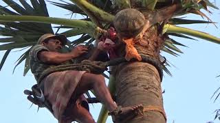 Natural Toddy Wine Videos ताड़ का पेड़ Thati Kallu SAP  Morning Health drink Palmyra Palm Juice Sap [upl. by Zielsdorf]