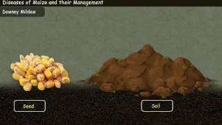 Diseases of Maize and their Management Year3 [upl. by Nylsoj]