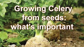 Growing Celeriac from Seed Shooting of Celeriac in 10 days How to grow root Celery Alexas Garden [upl. by Dolf963]