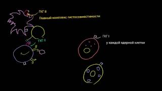 Цитотоксические Tлимфоциты [upl. by Goff]