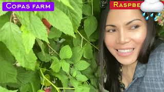 Fruit and vegetable picking at Copas Farm  Family Vlog Disaster at the farm when a heavy Rain came [upl. by Efram]