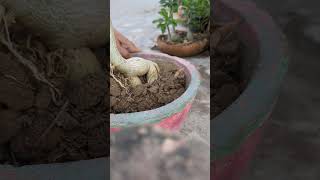 I lift adenium plants root to make caudex thick [upl. by Baggett]