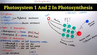 Photosystem 1 And 2 In Photosynthesis  Lec 13  Plant Physiology [upl. by Anwahsit64]