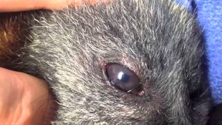 GreyHeaded FlyingFox with flicking eyes Nystagmus and fasciculation [upl. by Ylrbmik]