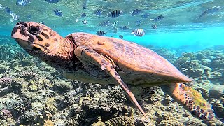 Hawksbill sea turtle Eretmochelys imbricata in 4K [upl. by Flavio]