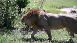 Earless walk Dec2018 Maasai Mara largest lion [upl. by Airdnal442]