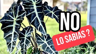 ALOCASIA AMAZÓNICA  todo lo que debes saber sobre ellas [upl. by Uund814]