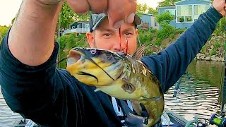 How To Catch Flathead Catfish During the DAY Spring flatheads [upl. by Notgnirrab]