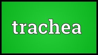 Trachea Meaning [upl. by Naenej]