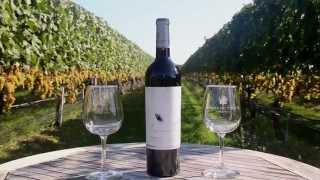 Visiting Wolffer Estate Vineyard Sagaponack [upl. by Questa100]