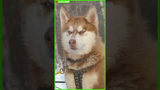 These 10 Dogs Look Really Like Wolves  Shikoku inu  Tamaskan Dog  Czechoslovakian Wolfdog shorts [upl. by Sinegra]