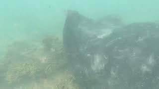 Massive stingray gets up close and personal [upl. by Seline849]