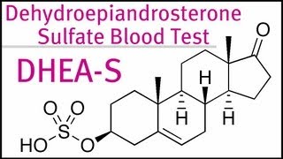 DHEA Sulfate Blood Test [upl. by Zurn]