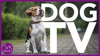 DOG TV  Deeply Entertaining Video For Dogs To Watch NEW [upl. by Hamel392]