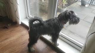 Standard Schnauzer spots the Postman [upl. by Blake219]