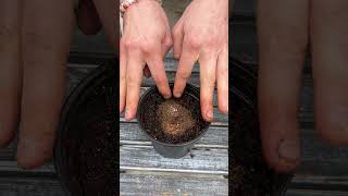 How to Start Begonia Tubers Its Super Simple [upl. by Bullough]