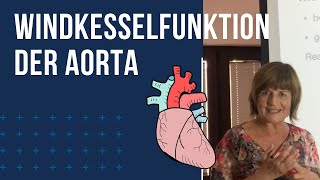 Windkesselfunktion der Aorta [upl. by Aillemac]