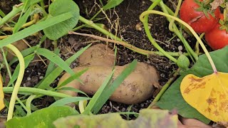 sacando camote blanco  camote dulce batata o como lo conozcas huerto viralvideo [upl. by Leo22]