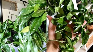 Hoya Houseplant Care Tips amp Tricks  My Hoya Collection [upl. by Wolenik]