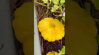 Fourth Harvest of Patty Pan Squash shorts [upl. by Eatnuahs779]