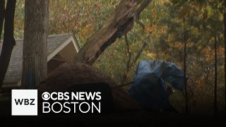 Man killed by falling tree in Grafton has been identified [upl. by Rodney147]