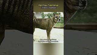 Harimau Tasmania  Predator Australia Yang Kini Tinggal Cerita shorts [upl. by Anifares]