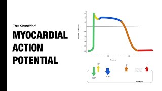 Ventricular Action Potential  Medzcool [upl. by Ditzel]