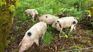 Forest foraging pigs [upl. by Julietta]