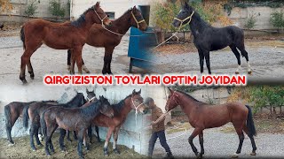 Qirgizistondan keltirilgan qulun 998902321330 toylar optim joyidan [upl. by Garland134]