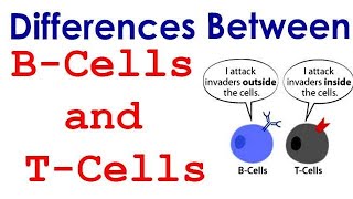 Differences between T lymphocyte and B lymphocyte [upl. by Serle831]