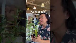 오십만원에 득템 몬스테라알보 plants 식물 monstera houseplants [upl. by Sid]