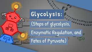 Glycolysis Steps of glycolysis Enzymatic Regulation and Fates of Pyruvate [upl. by Gerty]