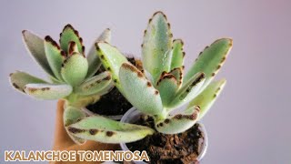 kalanchoe tomentosa cuidados donsuculento [upl. by Saixela164]